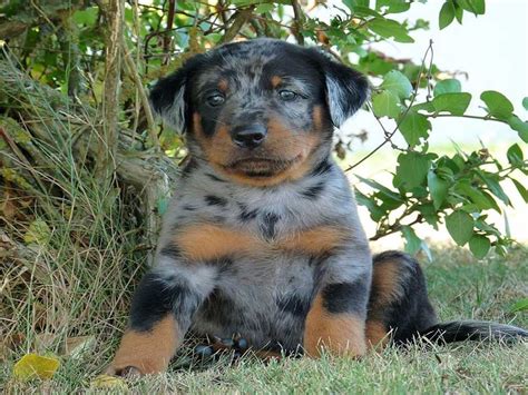 Cute Pictures Of Beauceron Puppies