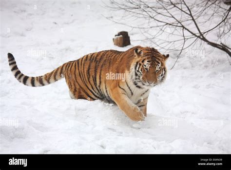 Beautiful Siberian Tiger Walking In The Snow In Winter Stock Photo Alamy