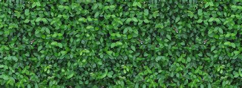 7 Green Screen Plants Bekirevelynn