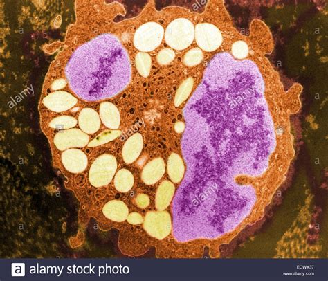 Transmission Electron Micrograph Dog Eosinophil Hi Res Stock