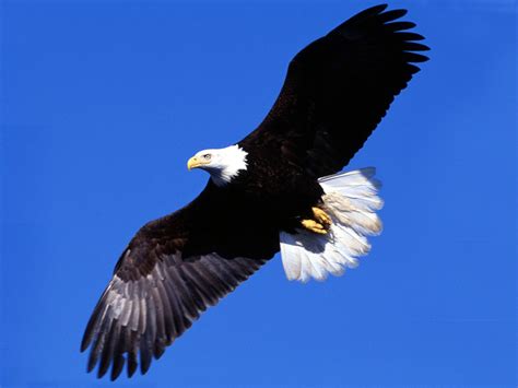 Bald Eagle Flying Wallpapers Top Free Bald Eagle Flying Backgrounds