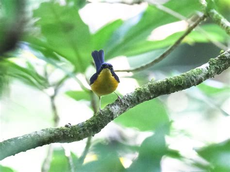 Pygmy Blue Flycatcher Đớp Ruồi Xanh Nhạt Ficedula Hodgsoni