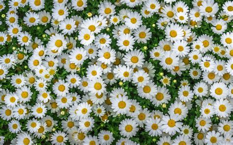 Chamomile Spring Marguerite Daisy Flowers Yellow White