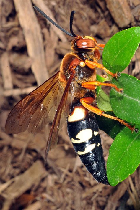 Cicada killers are giant solitary wasps that resemble european and. "Murder" Hornets: Should You Panic? Probably Not. Here's Why. | Purdue University Pest&Crop ...
