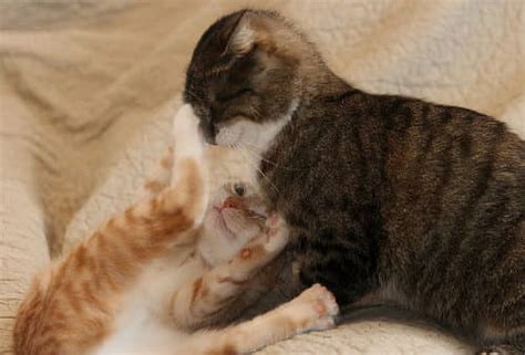 4 Reasons Why Cats Slap Each Other Cat Food Site
