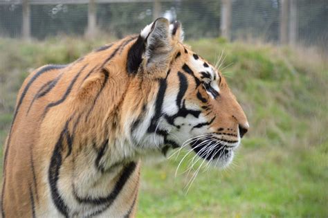 New Feature Keeper Blog Animal Experiences At Wingham Wildlife Park