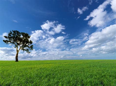 Summer Landscape Tree Meadows Cloudscape Stock Image Image Of Nature