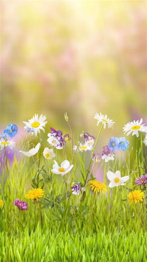 Spring Screen Wallpapers 43 Best Free Spring Screen Backgrounds For