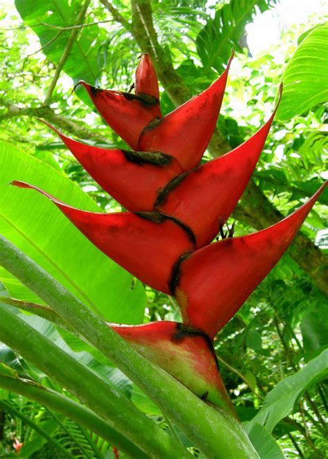 Our unique supply network provides for a broad assortment of field fresh, high quality call or visit a location near you today! A Bajan Tour Girl Exploring Barbados: Flower Forest ...