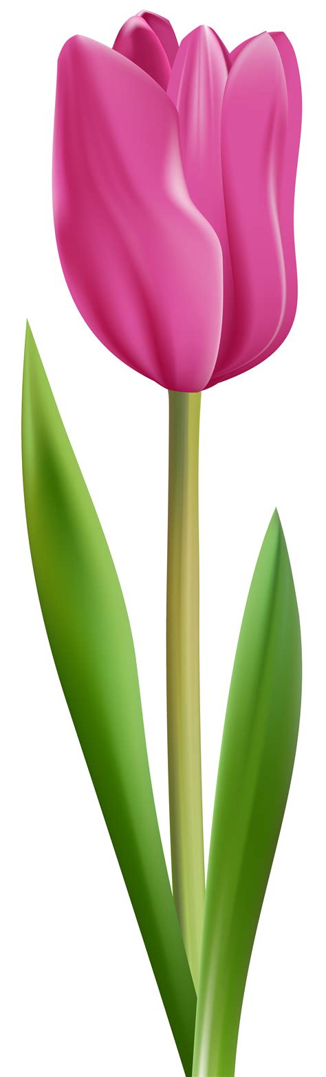Clipart Bunga Tulip
