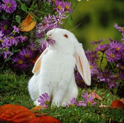 Young White French Lop Rabbit Among Flowers Photo Wp32982