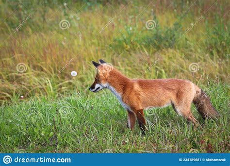 Closeup Of A Red Fox Hunting In Grass Stock Image Image Of Busy Tail