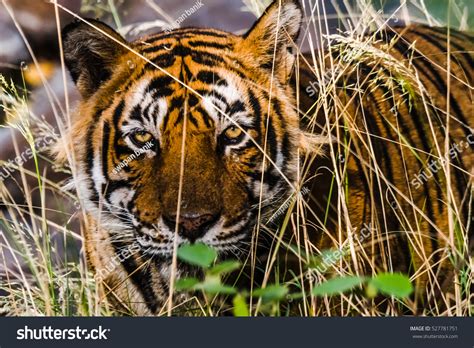 Scary Eye Royal Bengal Tiger Named Stock Photo 527781751 Shutterstock