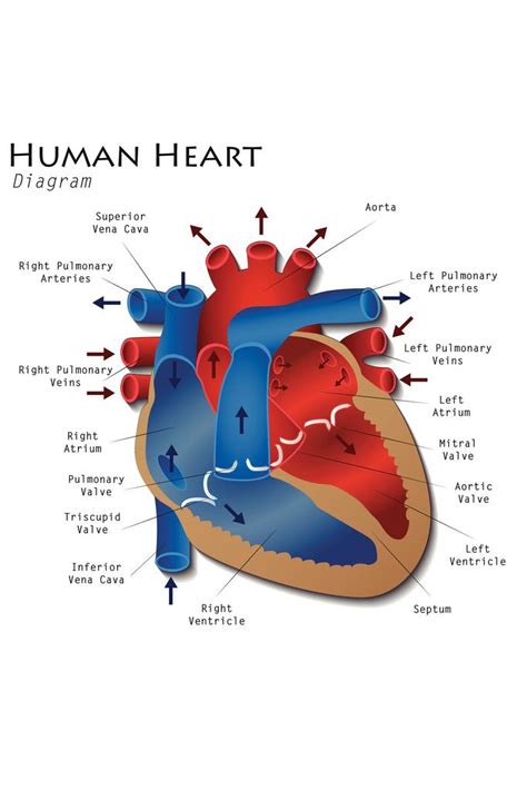 Human Heart Diagram Anatomy Diagram Educational Chart Mural Poster Images