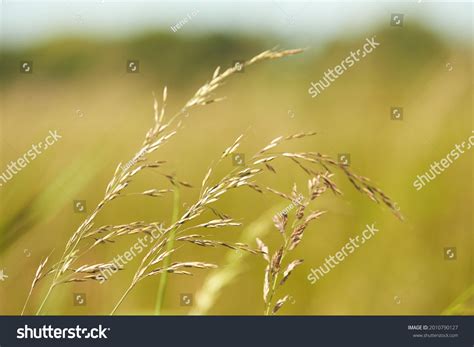 Meadow Grass Tall Fescue Festuca Partensis Stock Photo 2010790127