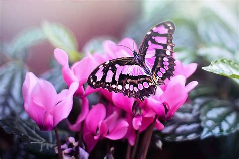 Mariposa Rosa Flores Foto Gratis En Pixabay