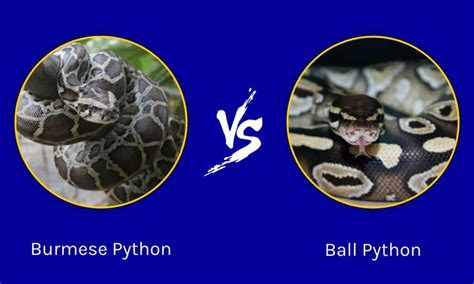 Burmese Python Vs Ball Python What Are The Differences Az Animals