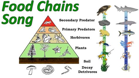 Each living thing in an ecosystem is part of multiple food chains. ANIMAL FOOD CHAIN | Create WebQuest