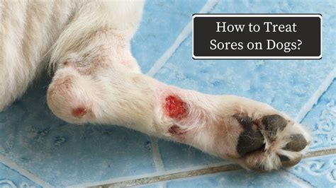 How To Treat Sores On Dogs Best Dog Collar Guide