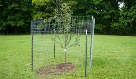Make your yard well protected! Build a Simple Fence to Protect Fruit Trees From Deer ...