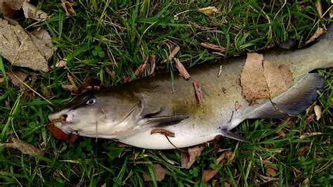 Zebco 33 Micro Combo Caught A Channel Catfish Youtube