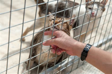 This guide explains how to get involved with your local shelter and what the pros and cons are. How To Help Your Local Animal Shelters (Without Adopting ...
