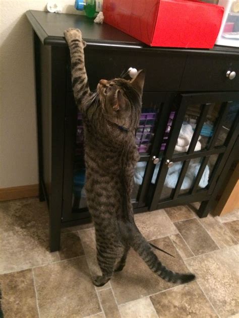 There's no way that idea will work; Cat can't jump? | TheCatSite
