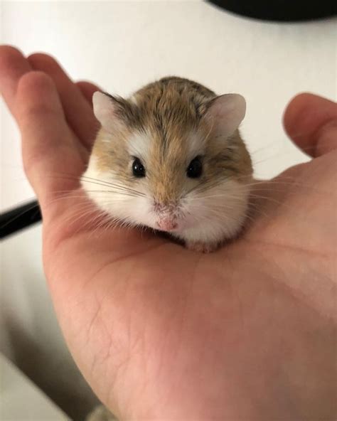 Sweet Roborovski Hamster Roborovski Hamster Cute