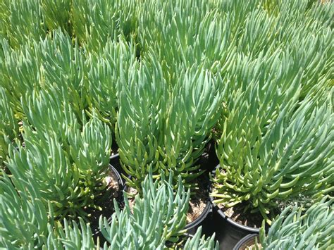 Our existing cactus garden was small and flat, with a pink gravel base and several cactus and succulents of various sizes. Senecio vitalis ( cylindricus) | Succulents, Plants, Landscape