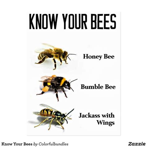 Know Your Bees Postcard Zazzleca Funny Spongebob Memes Bee Humor