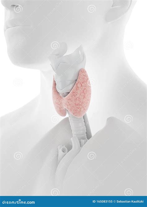 The Thyroid Gland Stock Illustration Illustration Of Science 165083155