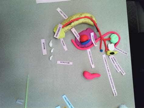 Male Reproductive System Constructed With Items From Home Reproductive System Project