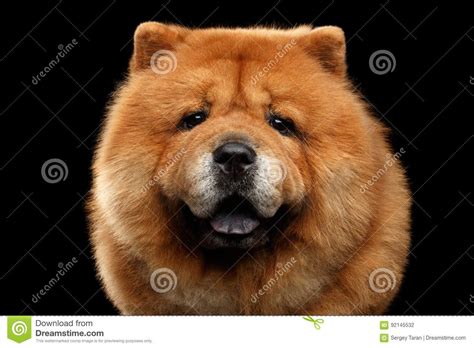 If you're stuck at home at the moment, why not use the time to plan your next short haircut? Short Hair Chow Chow Dog - These Will Be the 10 Biggest ...