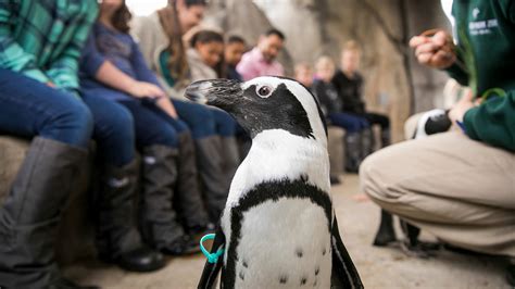 Behind The Scenes At Lincoln Park Zoos New Penguin Encounter Chicago