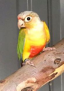 Gerry on gumtree gave us the okay to share his photos of these pretty birds. Pineapple Princesses: Pineapple Green-Cheek Conure