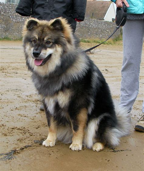 Arctic spitz breed, the finnish lapphund was developed in finland. Finnish Lapphund Puppy Names - Puppy And Pets