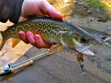 Tiger Trout Trout Fishing Fish Fly Fishing