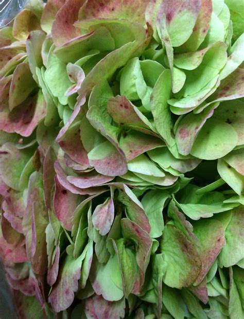 The most common green hydrangeas material is cotton. Antique Green/Pink Hydrangea | Summer flowers, Pink ...