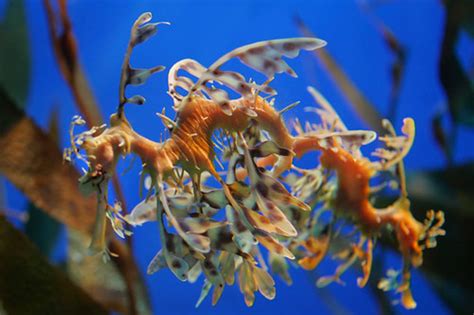 Exotic Sea Creatures At Adventure Aquarium Walk Through Th Flickr