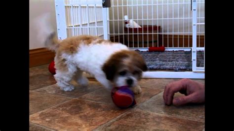 Sully is a beautiful male teddy bear puppy for sale in wisconsin! B4.13wks.teddy.bear.puppies.for.sale - YouTube
