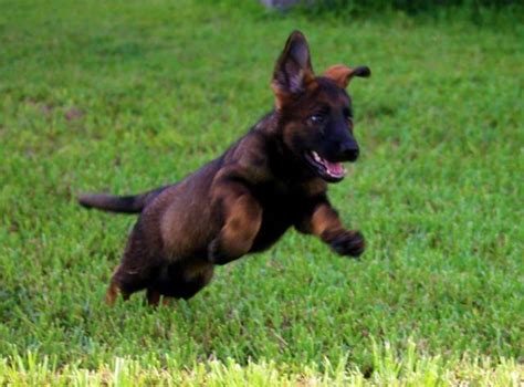 These pups are extremely intuitive, medium drive. DARK SABLE FEMALE GERMAN SHEPHERD PUPPY 100% WORKING LINES for Sale in Miami, Florida Classified ...