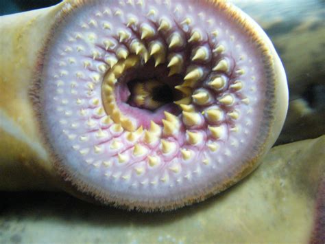 Ancient vertebrate with an elaborate immune defence: Neunaugen