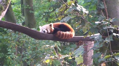 Photos, address, and phone number, opening hours, photos, and user reviews. ZOOM Erlebniswelt in Gelsenkirchen - YouTube | Zoo ...