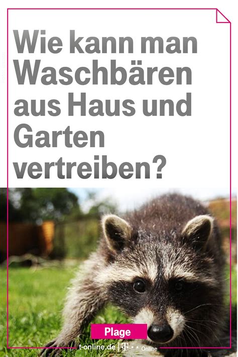 Check spelling or type a new query. Waschbären aus Haus und Garten vertreiben | Waschbär im ...