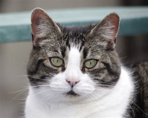 Some of the cats have also shown nursing/suckle behavior. Katie | In-Home Pet Euthanasia & Aftercare | Paws To Rest ...