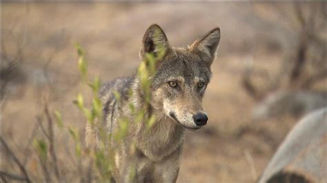Indian Wolf Facts, Size, Habitat, Diet, Lifespan, Pictures
