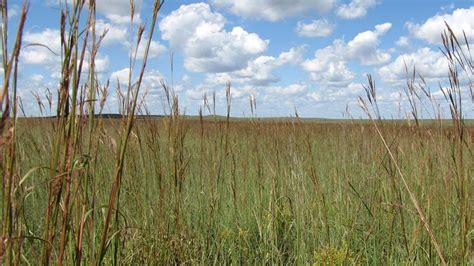 Tallgrass prairie once covered 170 million acres of north america, but established on november 12, 1996, the preserve protects a nationally significant remnant of the once vast tallgrass prairie. Tallgrass Prairie National Preserve (U.S. National Park ...
