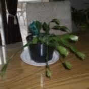 A christmas cactus can add a pop of cheerful color to your indoor plant collection. Getting a Christmas Cactus to Bloom | ThriftyFun