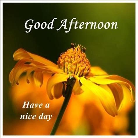 Good Afternoon Images APK Download - Free Lifestyle APP for Android 