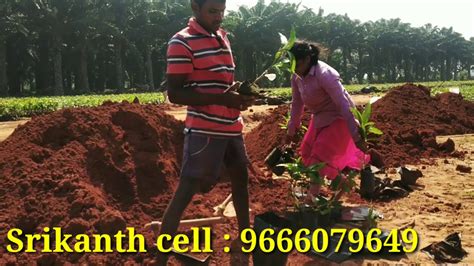 By continuing to use this website, you agree to their use. Mango Nursery - YouTube